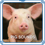 Pig Sounds for Stuffed Animals| Build-A-Bear® - US 3827